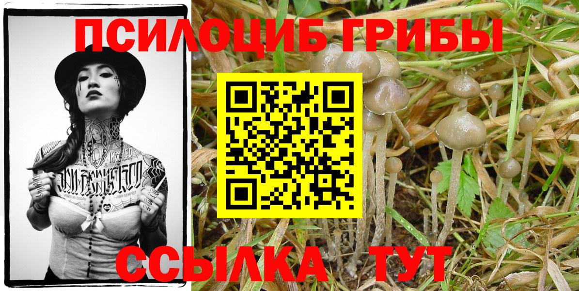 Галлюциногенные грибы мухоморы  Вход с VPN  Знаменск  Галлюциногенные грибы Psilocybine cubensis 